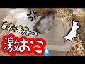 10日間ぶりに飼い主帰ってきたらハムスター激おこで【ブチギレ】が可愛い過ぎた!!!Get angry