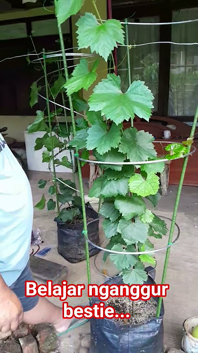 pemasangan rambatan anggur tabulampot jenis jupiter (import)