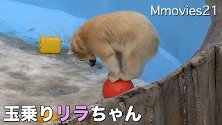 Polar Bear 