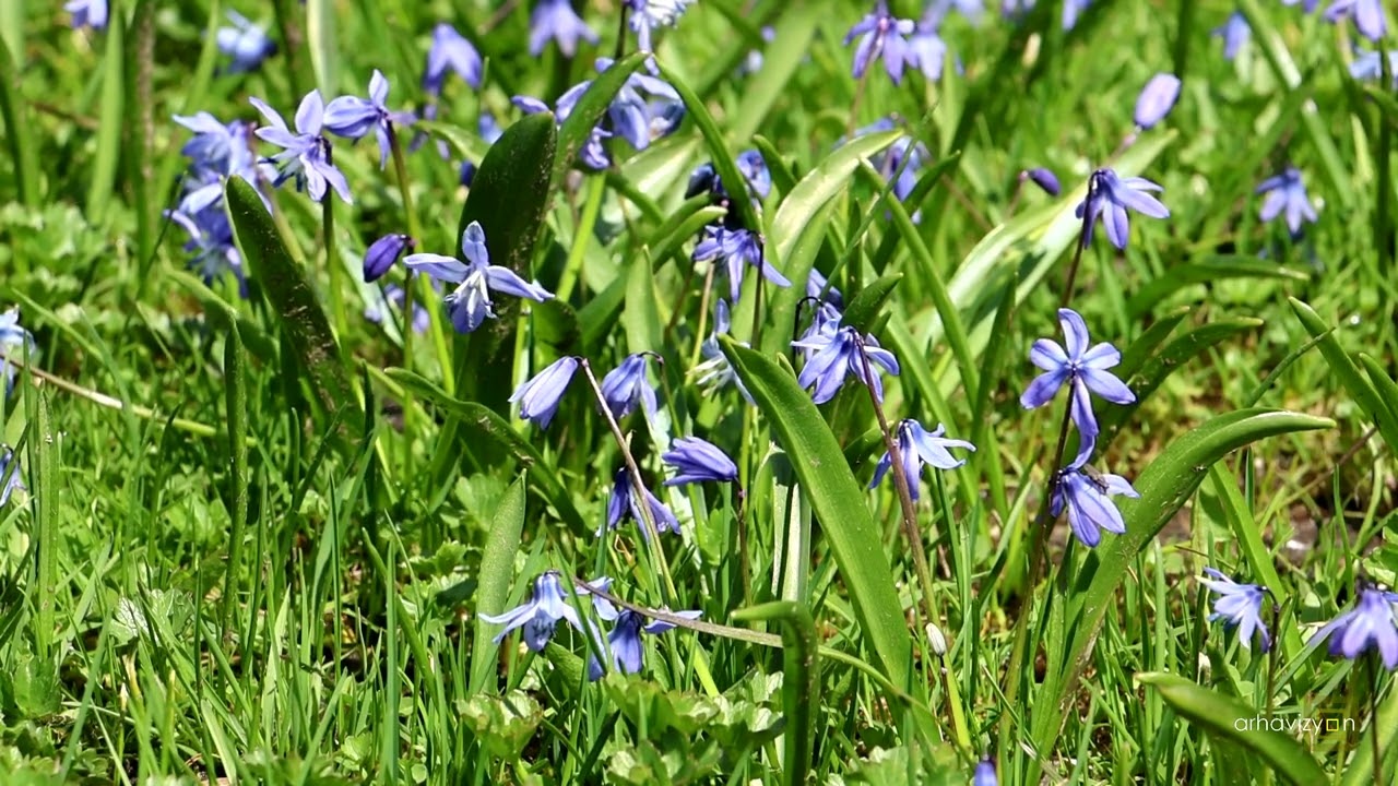 Mavi Yıldız Çiçeği - Kadıralak Yaylası - Tonya - Trabzon