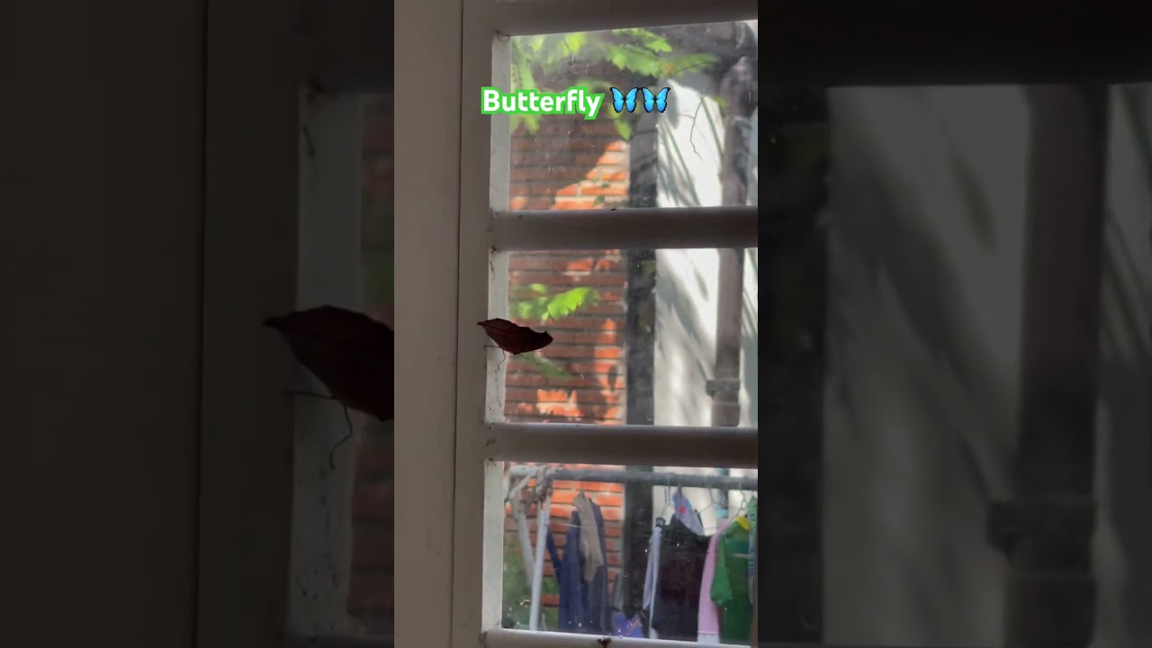 មេអំបៅចូលផ្ទះជាសញ្ញានៃការផ្លាស់ប្តូរដ៏ធំ មានរឿងល្អៗចូលមកក្នុងជីវិត #song #love #motivation #life