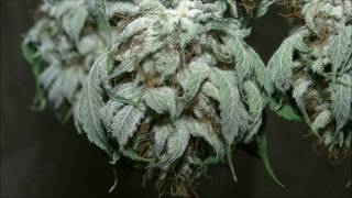 No Till with KGB update 01 2017