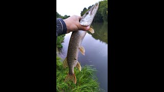 PIKE. The Fish You Never Knew. Вот это неожиданно.