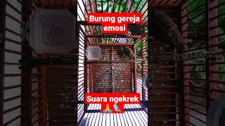 Burung gereja belajar binyi bikin semua burung emosi,suara ngekek