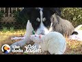 Dog And Rat Won't Leave Each Other Alone  | The Dodo Odd Couples