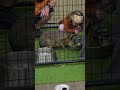 Weekend vibes at the Pet &amp; Reptile Expo 😁 Vibras de fin de semana en la Expo de Mascotas