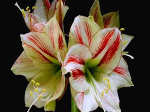 ლამაზი დილა