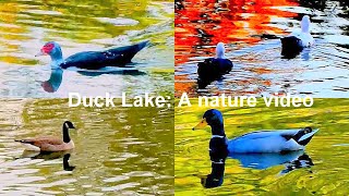 A HEALING NATURE VIDEO: A FOOTAGE OF DUCKS AND CANADA GEESE ; LAKE CLARA MEER PIEDMONT PARK, ATLANTA