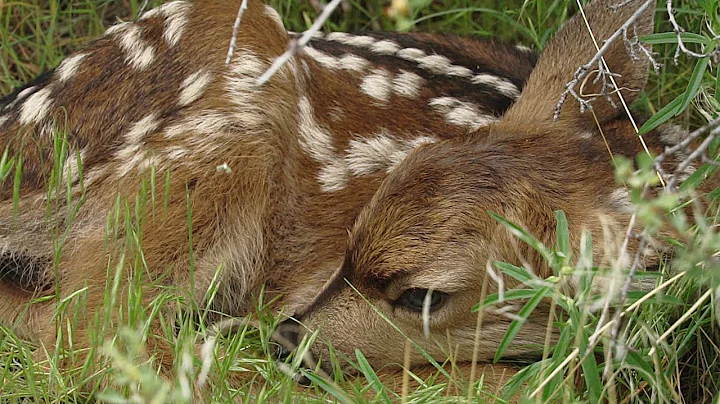 ODFW Mule Deer Nutrition & Predation Study Eastern Oregon 2023