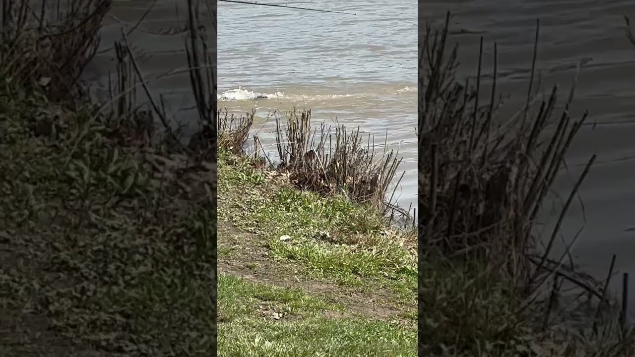 Ohio Trout Stocking! #fishing #fyp  #fish
