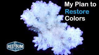 My Nutrients Cratered - Many Sps Lose Color