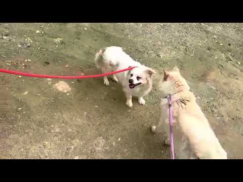 वीडियो: सप्ताह के अनुकूल कुत्ते - पिक्सी