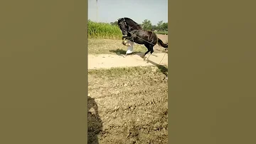بہت کم جگہیں جہاں پنجاب کی ثقافت ابھی تک زندہ گھوڑے ڈانسنگ گھوڑا عربیप र व प ज ब म घ ड न त य 