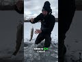 💥 Une grosse truite qui explose mon leurre en surface ! #fautpasseleurrer #icefishing #peche