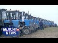 Як на загад Лукашэнкі прыбіраюць гнілы ўраджай | Беларусь не в силах собрать урожай
