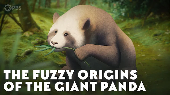 The Fuzzy Origins of the Giant Panda - DayDayNews