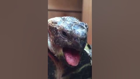 The Tortoise Mating Sound.