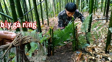 Bẫy Gà Rừng | Người Con Núi Rừng | wild chicken trap