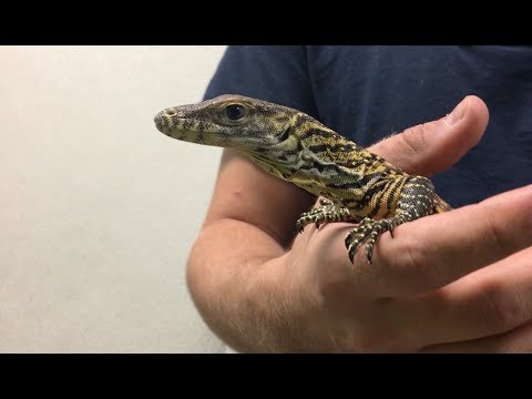 Video: Kattunge Reddet Fra Zoo's Komodo Dragon Exhibit