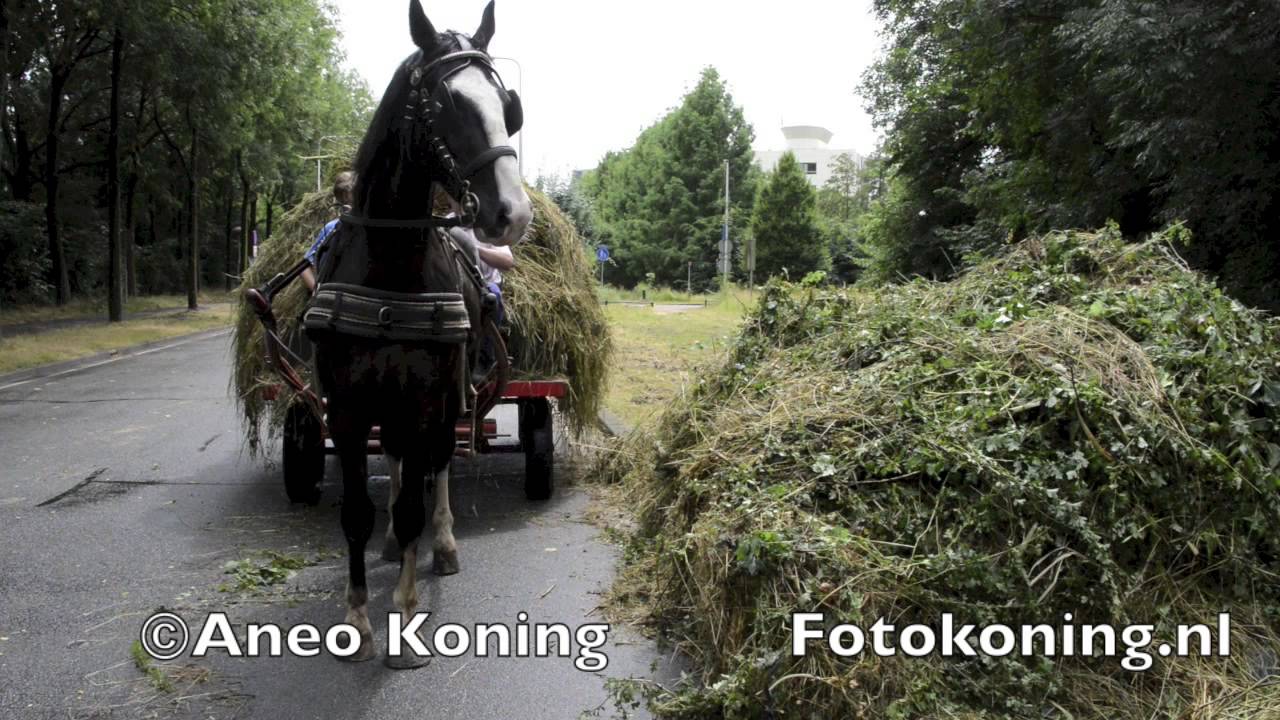 hooien in park Bloeyendael utrecht met paard en wagen