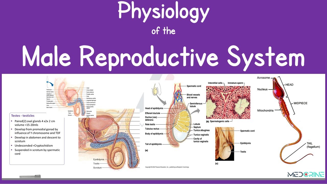 Male Reproductive Anatomy And Physiology