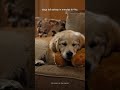 leave this on for your dog 🐾 #shorts #dogsleepmusic #pawdio