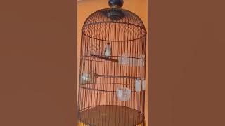 PIJANTUNG PISANG Real 5 menit panjang || Cocok untuk masteran !!