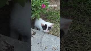 Baby cat #cat #lifeisbutadream #catblogger #kitten #kitty #cute #shortvideo #shorts
