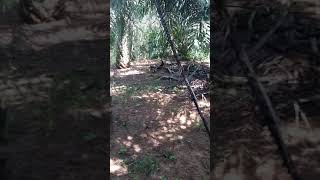 Usir Hama Kera Di Kebon Sawit