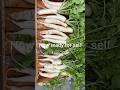 Harvested plenty of radish