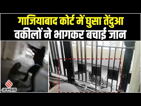 Ghaziabad की कचहरी में घुसा तेंदुआ, 2 जख्मी, वकीलों ने भागकर बचाई जान