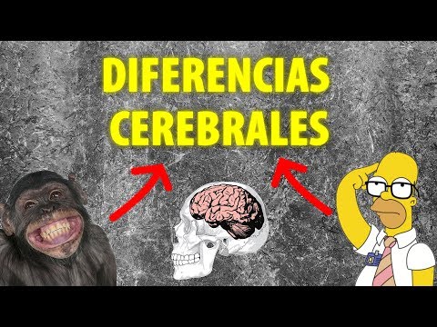 Vídeo: Diferencia Entre Cerebro Humano Y Cerebro Animal