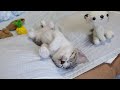 初めての暖房が気持ちよすぎて何をしても起きない子猫…笑