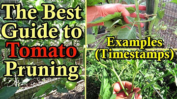 How to Prune and Stake Tomato Plants Guide & Identifying Tomato 