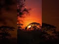 African Safari Sunset