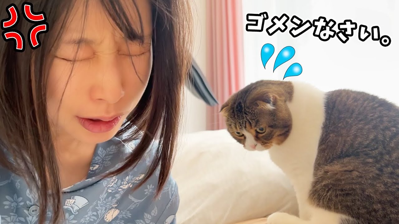 ついにママがパパ猫に激怒しました - YouTube