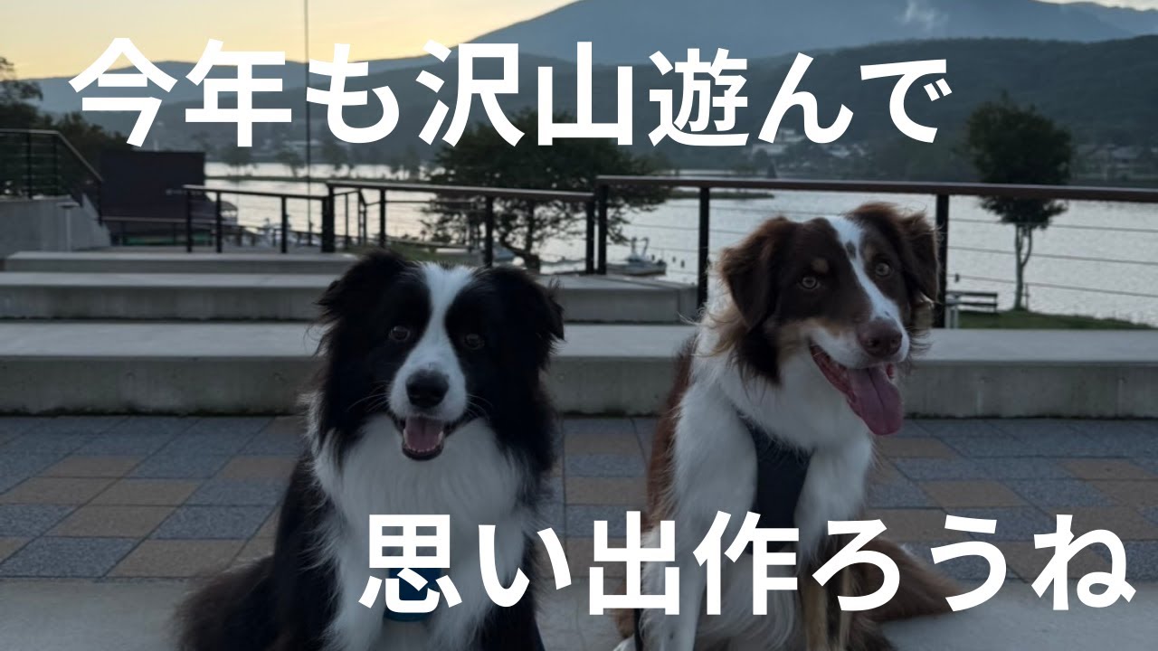 ［ボーダーコリー］２０２５年のピティーとルカの思い出総集編！w