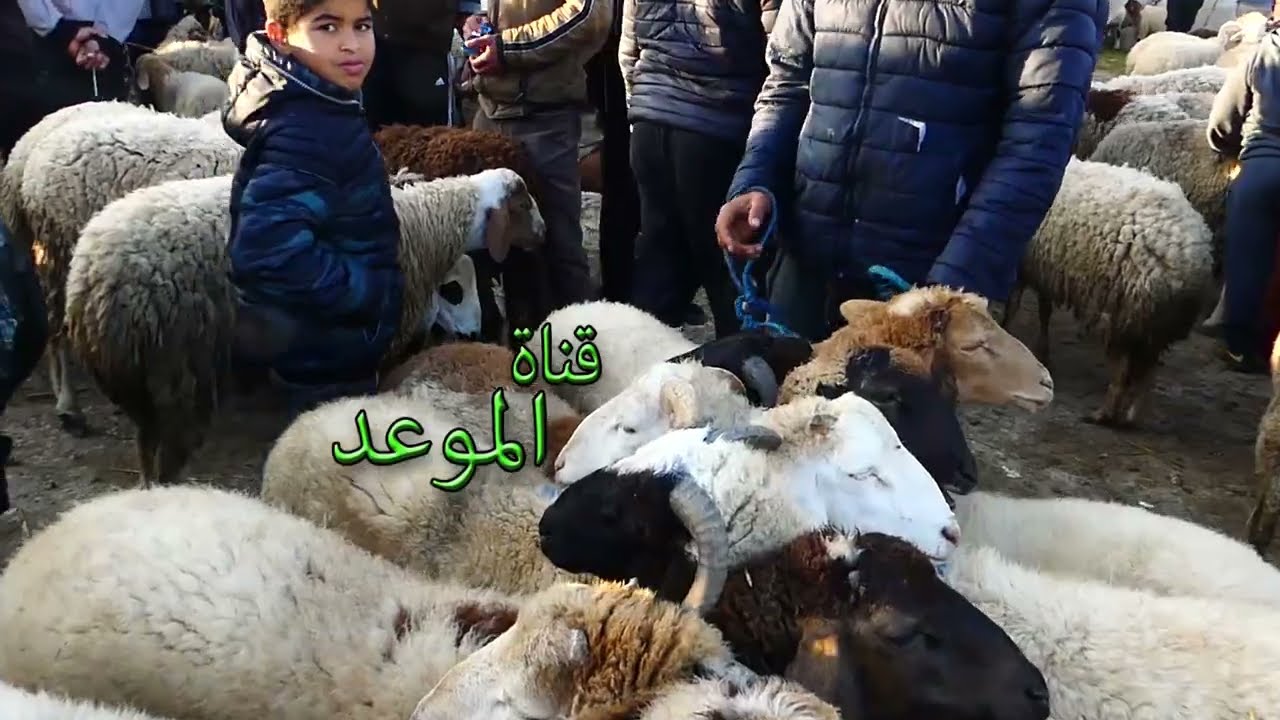 العلوش الباهي فوق المليون في رحبة السعي بقلعة الأندلس ، هاذي فكرة على أسعار الخرفان في أسواق تونس