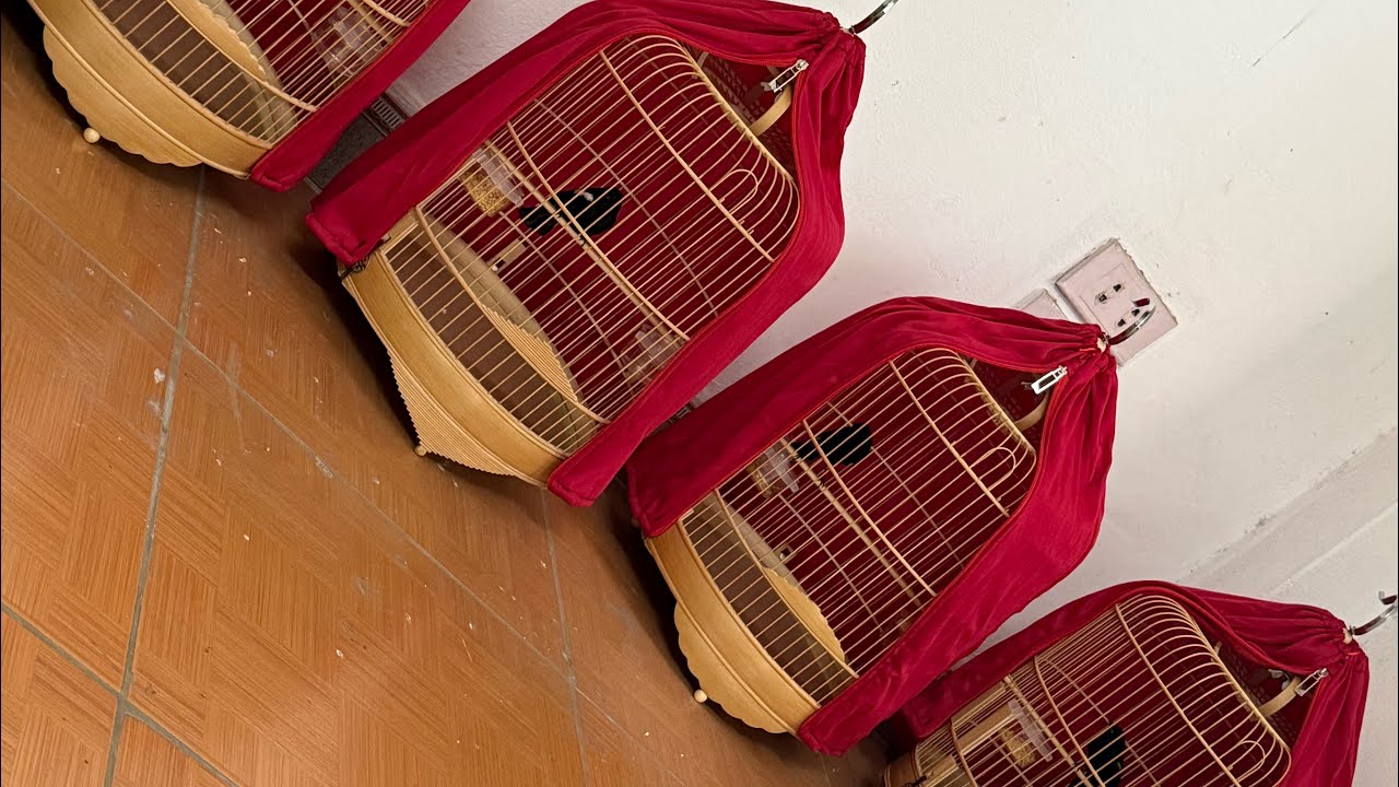 Thích quá gột CHÒE ĐẤT bổi tại nhà Điệp ( Cám Chim Đất Việt  - 0908.070.555 )