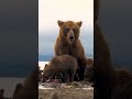 دب بني شرس يحمي طعام صغارة    