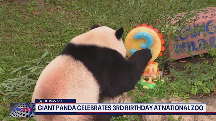 Giant panda Xiao Qi Ji celebrating 3rd birthday at National Zoo - DayDayNews