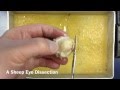 Sheep Eye Dissection: A Quick Tutorial