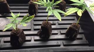 Clone Testing #1