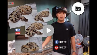 EP.4 | น้องงู Calibee Ball Python จะสวยแค่ไหนไปดูกัน