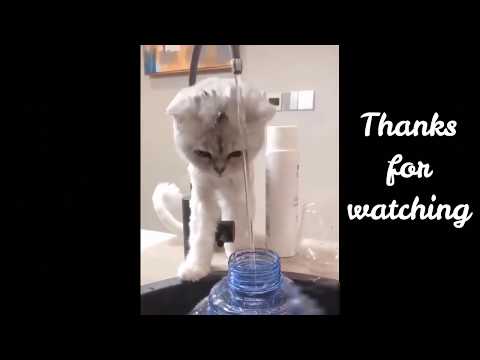 cute-dogs-and-funny-cats-compilation-#4