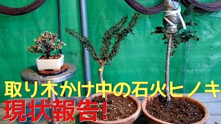 取り木かけ中の石化ヒノキ 現状報告！ - YouTube