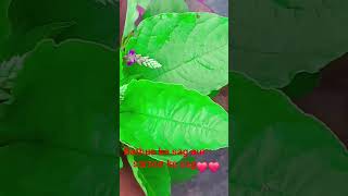 bathua ke sag aur sarson ke sag bahut Hi Pyara Hai like share k🥦arna Na bhulega Bano viral video❤️❤️
