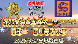 2026南海春季競翔資格一：志鴻鴿舍天翔等鴿現場