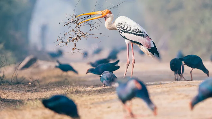 Nikon 200-500mm F/5.6 vs 500mm F/5.6 PF lens: Which is the Better Choice for Bird Photography?