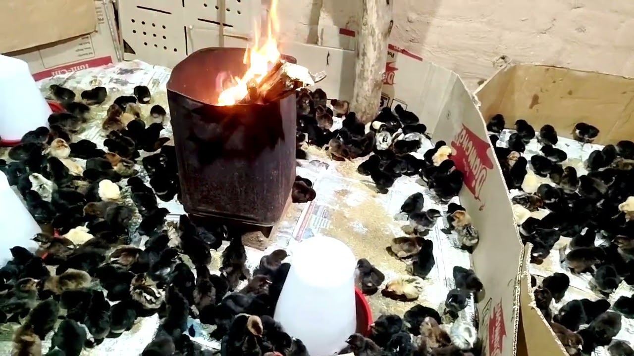 Sonali birds brooding kaise kare🐔 chicks forming poultry farming business 